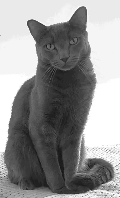 A majestic Russian Blue cat, Pustofur